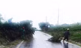 Đường Đông Trường Sơn khu vực huyện Krông Pa, Gia Lai có nhiều cây bị gió quật đổ chắn ngang