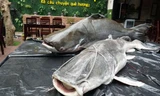 Cá lăng nặng 86 kg, còn cá tra dầu nặng 163 kg