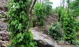 Cây tiêu phát triển xanh tốt trên đá - Ảnh: K'Liep
