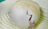 Sự sống thần kỳ hồi sinh từ quả trứng bị dập
