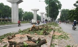 Xử lý nhiều cán bộ liên quan vụ thay thế cây xanh ở Hà Nội