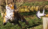 Hổ Amur chỉ chậm vài giây khi vồ chim bồ câu. Ảnh: SWNS.