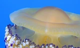 Vẻ ngoài của loài sứa Fried Egg Jellyfish ở bờ Địa Trung Hải giống hệt món trứng ốp la.