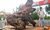 Gốc cây 'khủng' được đưa đi cân để xác định trọng lượng. 