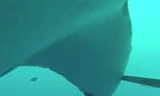 Thả camera xuống biển sâu, bất ngờ với hành động của cá mập trắng