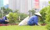 Chi phí cho việc cắt cỏ, cắt tỉa cây hoa cảnh tại đại lộ Thăng Long đang thu hút sự quan tâm dư luận. Ảnh: Ngọc Thành.