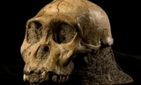 Lớp mô da được tách ra từ hộp sọ Australopithecus sediba ở khu vực Malapa. Ảnh: AFP