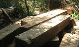 Gỗ quý được phát hiện ngay trong vùng rừng đặc dụng