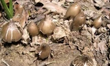 Nấm mối rừng tự nhiên sẫm màu và nhỏ.
