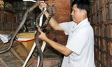 Lãi 700 triệu đồng mỗi năm nhờ nuôi rắn