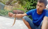 Con rết khủng dài hơn 25 cm. Ảnh: Điền Quang.