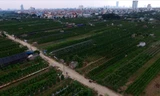 Người dân Nhật Tân hối hả vào mùa “hốt bạc“