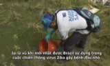 Brazil thả cá nước ngọt ngăn chặn virus Zika gây teo não