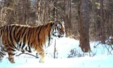 Một con hổ Siberia. Ảnh minh họa: Siberian Times