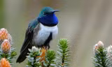 Chim ruồi Oreotrochilus cyanolaemus. Ảnh: AFP.