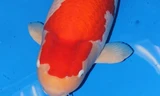 Cận cảnh chú cá Koi đắt nhất thế giới giá 42 tỷ đồng