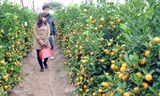 Vườn quất Tứ Liên sẵn sàng cho nhu cầu khách hàng dịp Tết. (Nguồn: TTXVN)