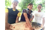 Con cá mè nặng 19 kg là thành quả trong một lần đi săn cá “khủng” của nhóm cần thủ ở thị trấn Cẩm Giàng 