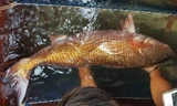 Con cá nặng 8kg, nghi là cá sủ vàng quý hiếm.
