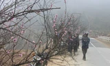 Chợ hoa đào Sa Pa trong giá lạnh 10 độ C