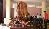 Đã đưa gốc sưa 17 tỷ đồng vào bảo tàng Quảng Bình