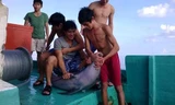 Truy nhóm thanh niên bắt cá heo rồi chặt đầu, mổ bụng