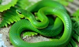 Rắn lục là một trong 4 loại rắn độc có thể gây tử vong dễ dàng. Ảnh: Herprman.