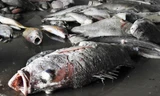 Hiện tượng cá chết hàng loạt có thể tiếp diễn