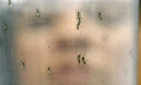 Virus Zika (lây truyền chủ yếu qua muỗi vằn Aedes) được cho là đã tiến hóa và nguy hiểm hơn do chúng có thể tự nhân bản trong mô não. (Ảnh minh họa)
