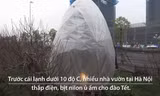 Thắp điện sưởi ấm cho đào Tết ở Hà Nội