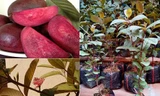 Cây giống ổi tím lạ mắt được bán trên thị trường. 