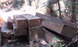Một đống gỗ bị khai thác trái phép ở tiểu khu 205