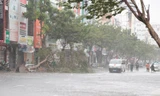 Gió bắt đầu giật mạnh ở Đà Nẵng, cây đổ, đường ngập