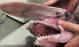 Bắt được cá mập 'yêu tinh' răng tua tủa ở Australia
