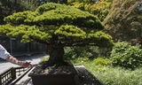 Cây thông trắng 390 năm tuổi của một nghệ nhân trồng bonsai người Nhật gửi tặng Vườn 