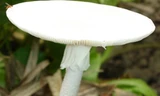 Giật mình nấm độc thường gặp ở Việt Nam