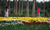 Cuối tuần đi vườn hoa Xuân Quan đón Tết sớm