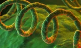 Xoắn khuẩn gây giang mai. Ảnh: News.