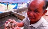 Ông Ba Nhàn bên những con ốc hương bố mẹ khoảng 8 tháng tuổi. Ảnh: Ngọc Trinh. 