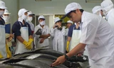 Chuyên gia Nhật Bản kiểm tra chất lượng cá ngừ đại dương được đánh bắt theo công nghệ Nhật 