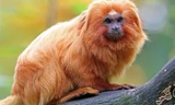 Một con sư tử tamarin vàng trong rừng nhiệt đới Amazon ở Brazil. Ảnh: worldatlas.com