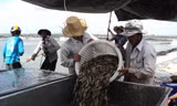 Người nuôi tôm lo lắng giá tôm tiếp tục giảm mạnh trong thời gian tới. Ảnh: Ngọc Trinh/ Zing