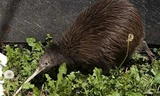 Khám phá thú vị ít người biết về loài chim Kiwi
