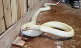 Rắn long thừa bạch tạng tại gia đình anh Điệp nặng hơn 2kg, dài trên 2m, mắt có màu xanh, lưỡi đỏ rực.