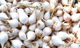 Tỏi cô đơn ở huyện đảo Lý Sơn hiện có giá đến 2 triệu đồng mỗi kg. Ảnh: Trí Tín/ VnExpress.