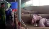 Lực lượng chức năng phát hiện nhiều thau, ống... bơm nước vào heo. Ảnh: Hoàng Trường