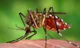 6 côn trùng nguy hiểm chết người trong mùa mưa