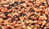 Lúa mỳ bị mọt gây hại