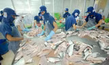 Bí quyết khiến cá tra phồng miền Tây thành đặc sản