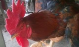 Một con gà trống nhiều cựa ở Tân Sơn.